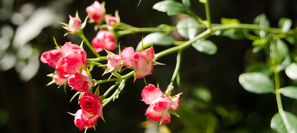 Fleurs